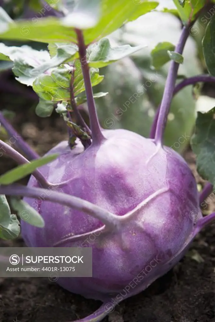Purple kohlrabi growing in garden