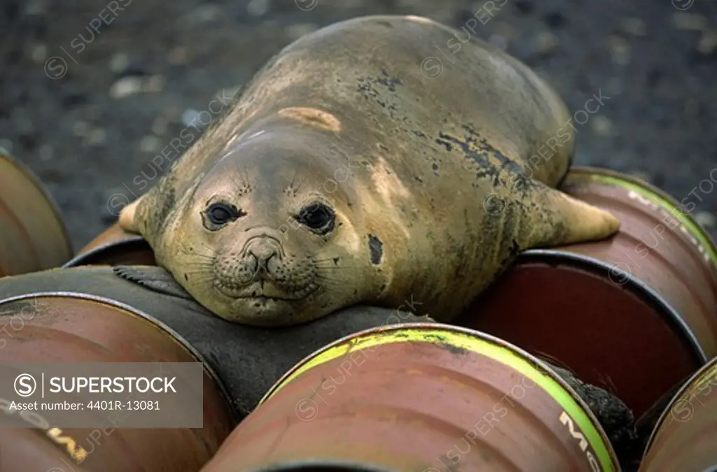 Elephant seal lying on containers