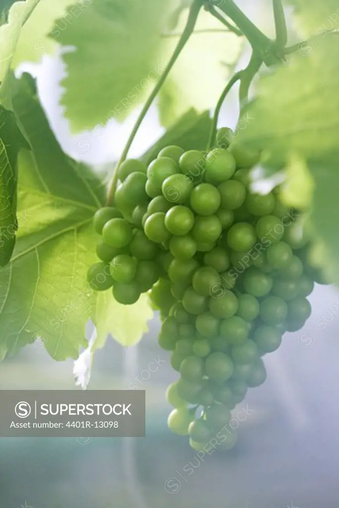 Bunch of raw grapes