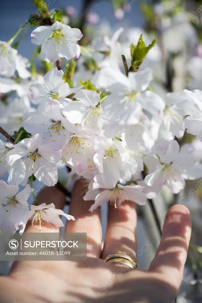 Fingers touching white flowers