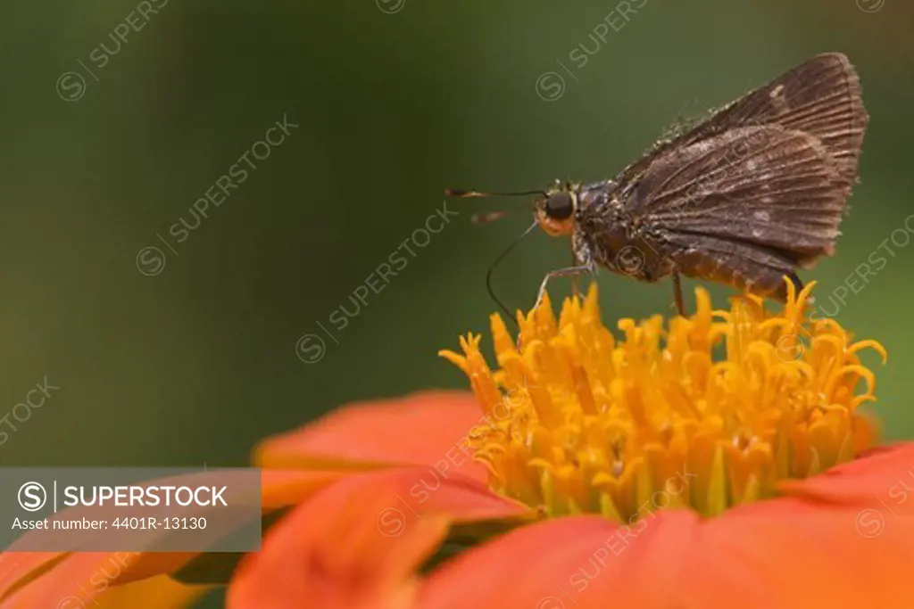 Close-up of little glassywing on flower head