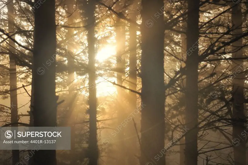 Sunlight through forest