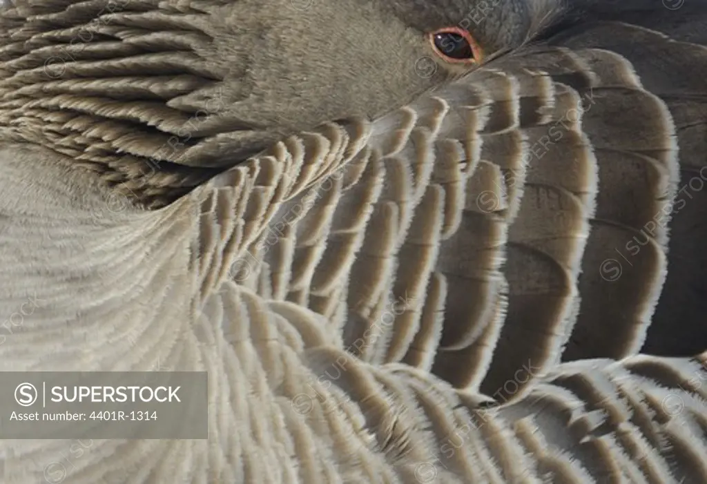 Greylag Goose close-up, Sweden.