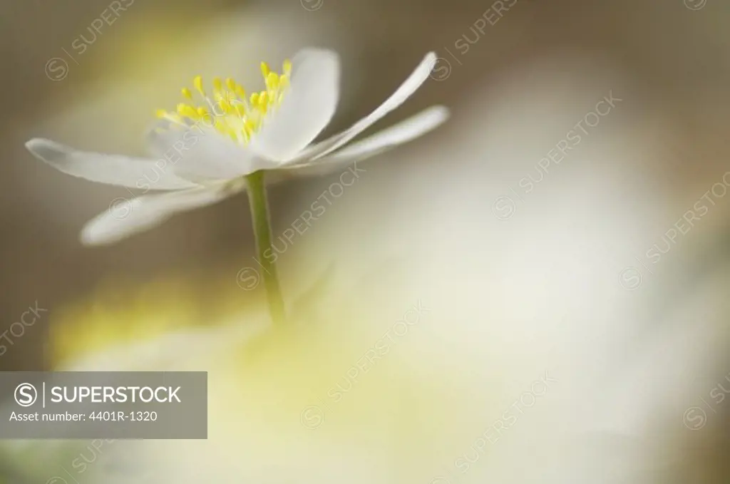 Close-up of Wood Anemone, Sweden.