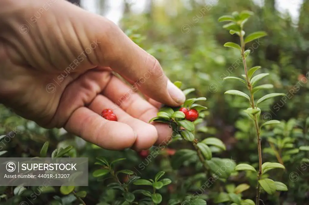 Hand picking up cowberries