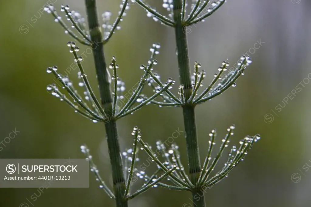 Dew on Horsetail, close-up