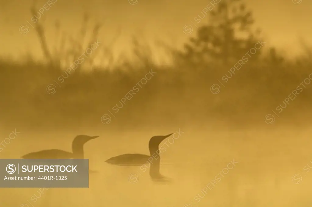 Red-throated diver silhouettes on misty lake, Sweden.