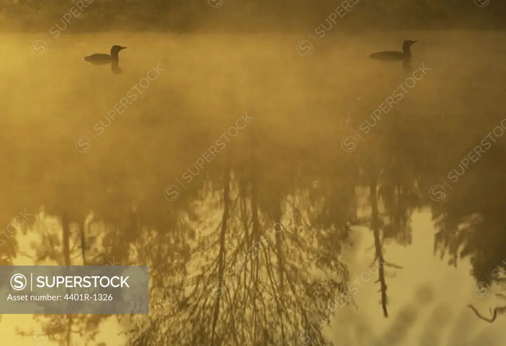 Red-throated diver silhouettes on misty lake, Sweden.