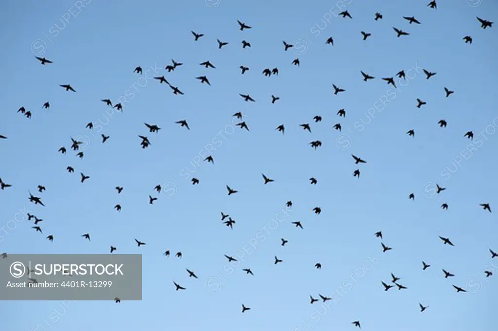Silhouettes of birds against blue sky