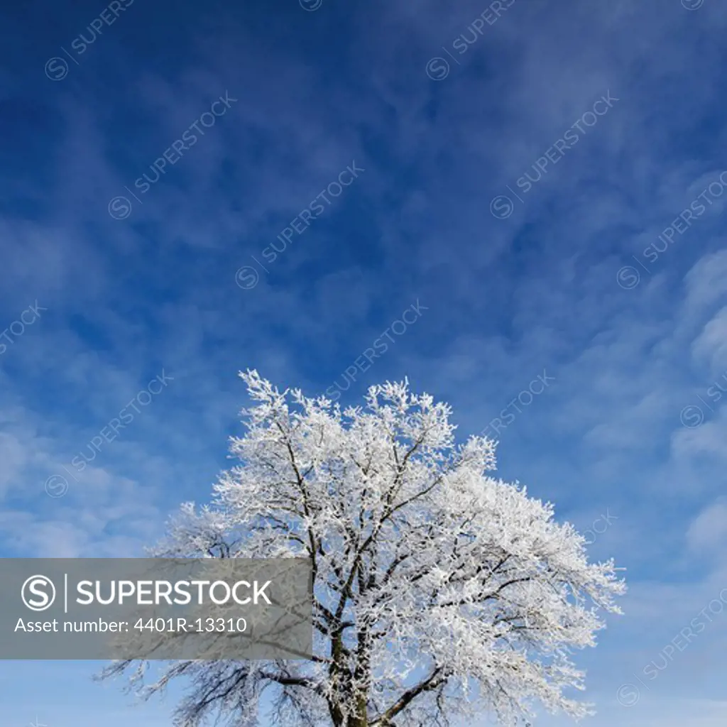 Frosted tree against sky