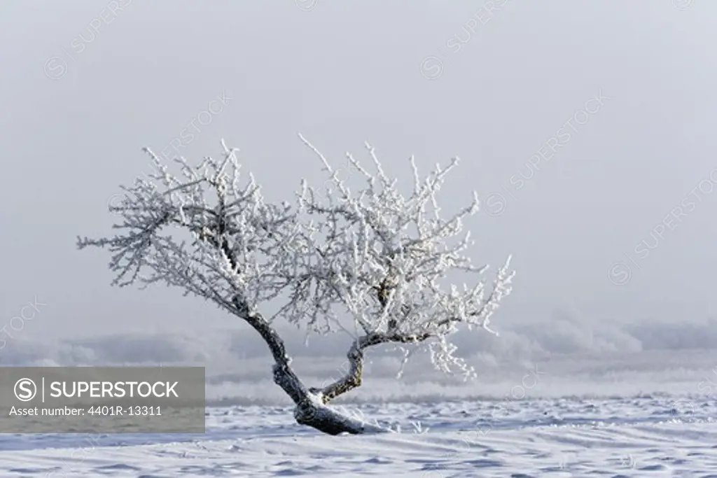 Frosted tree on field