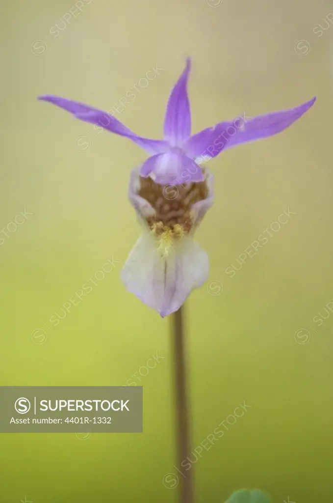 Calypso Orchid, close-up.