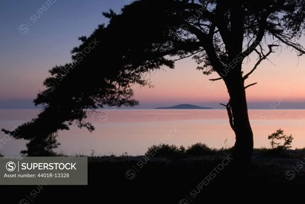 Silhouette of tree on shore at dusk