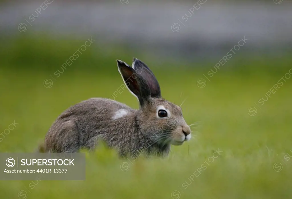 Mountain hare on grass, close-up