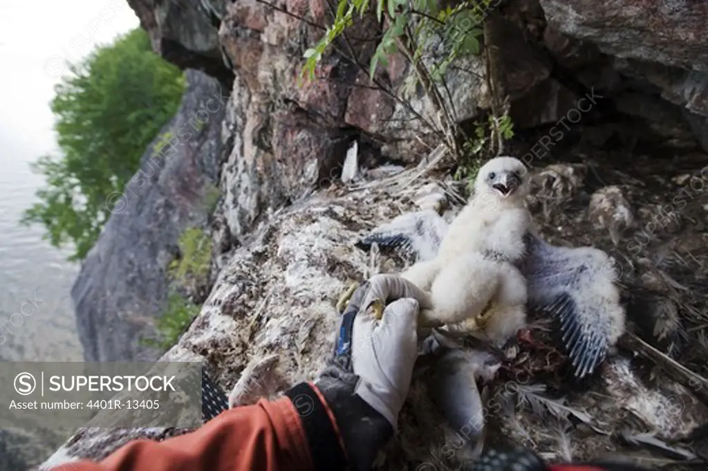 Person holding young peregrine falcon