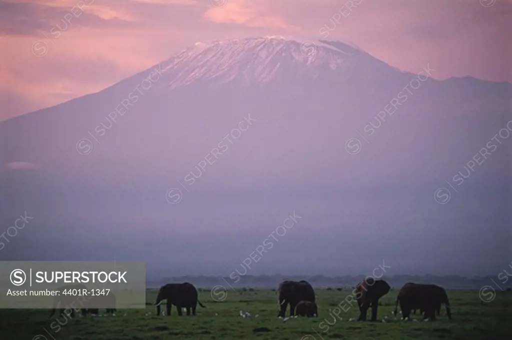 African Elephant, Loxodonta africana, Amboseli N.P. Kenya under Mount Kilimanjaro after sunset.