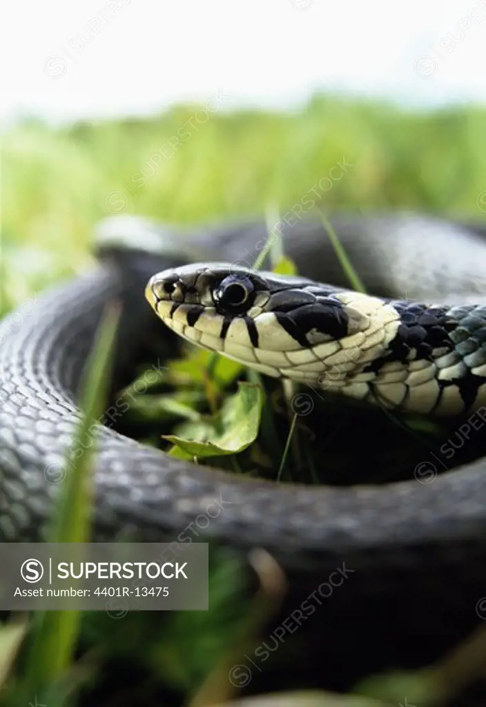 Close-up of grass snake coiled up