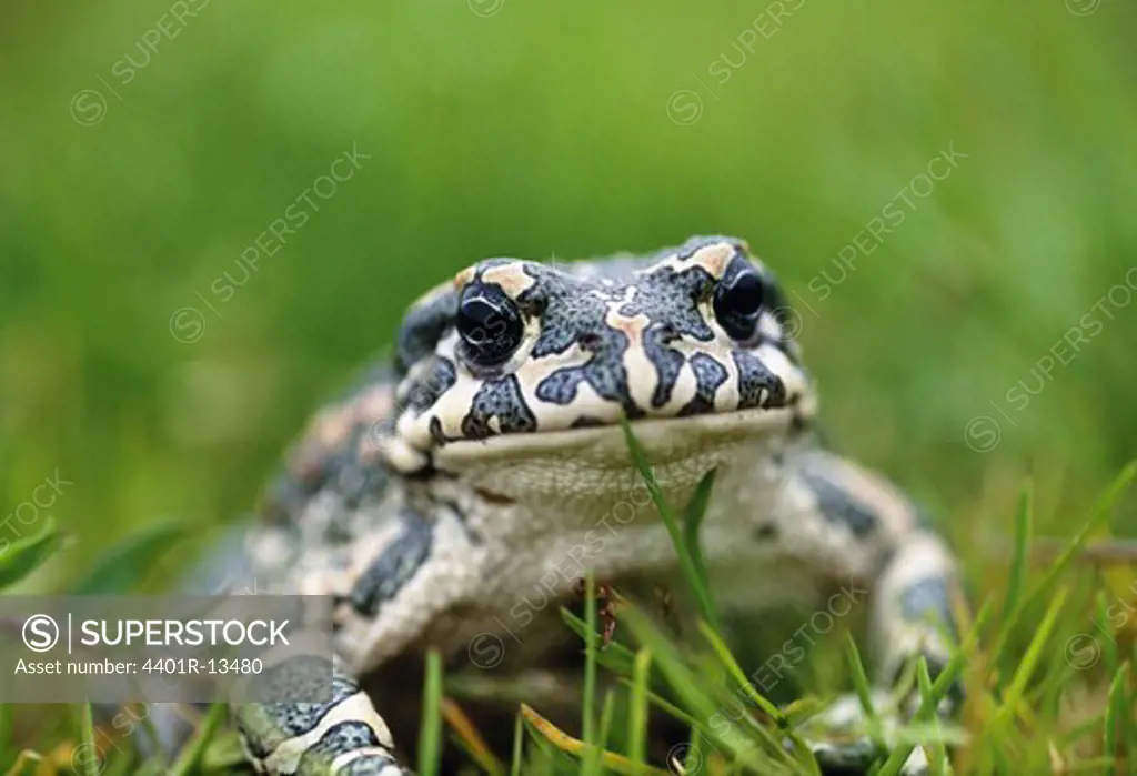 Close-up of toad sitting on grass