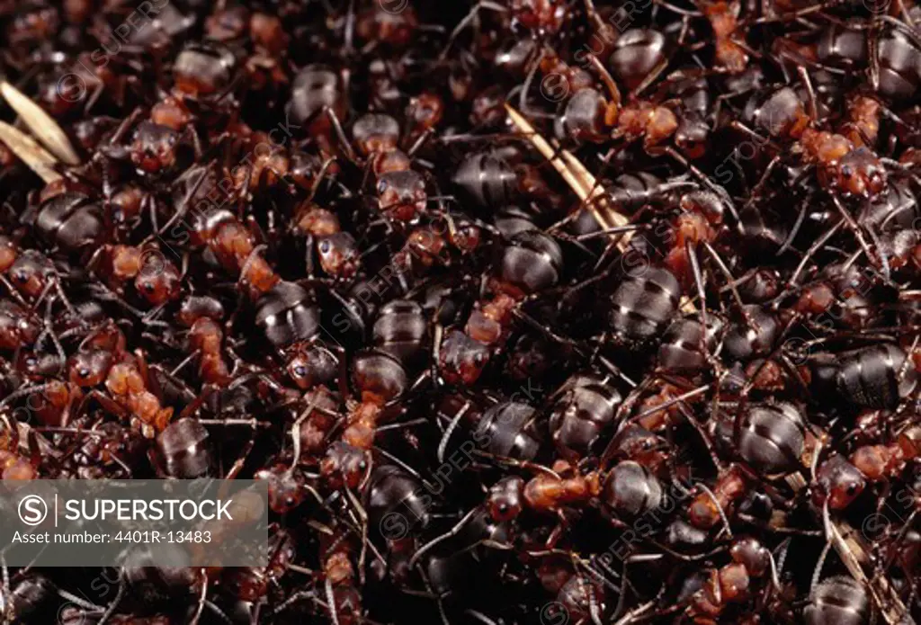 Swarm of wood ants