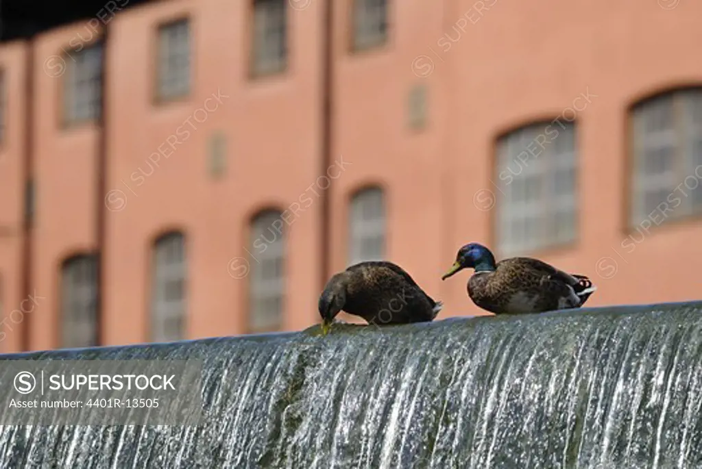 Two ducks drinking water from waterfall