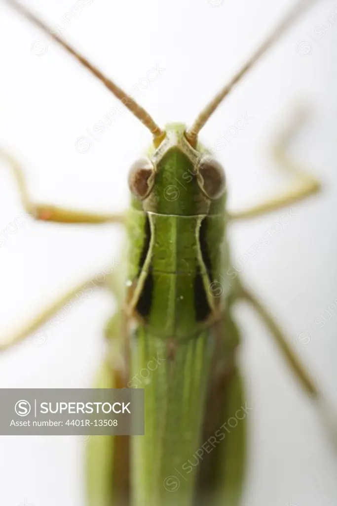 Grasshopper, close-up