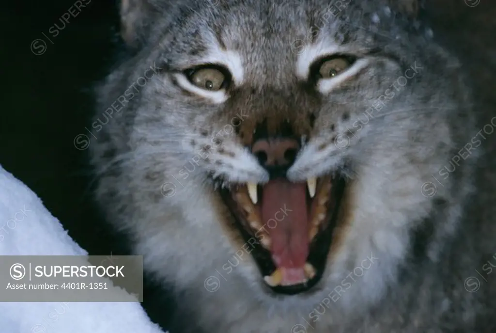 Lynx female yawning sleepily, Lynx lynx, captive, Lycksele, Sweden
