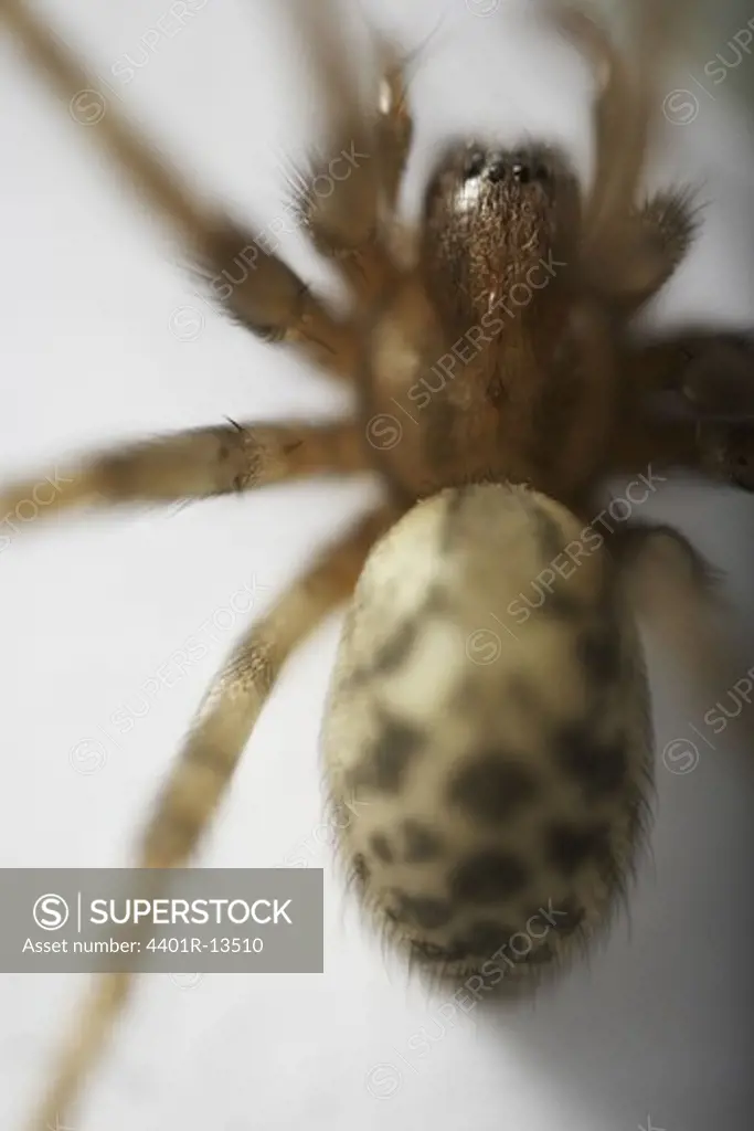 Spider, close-up