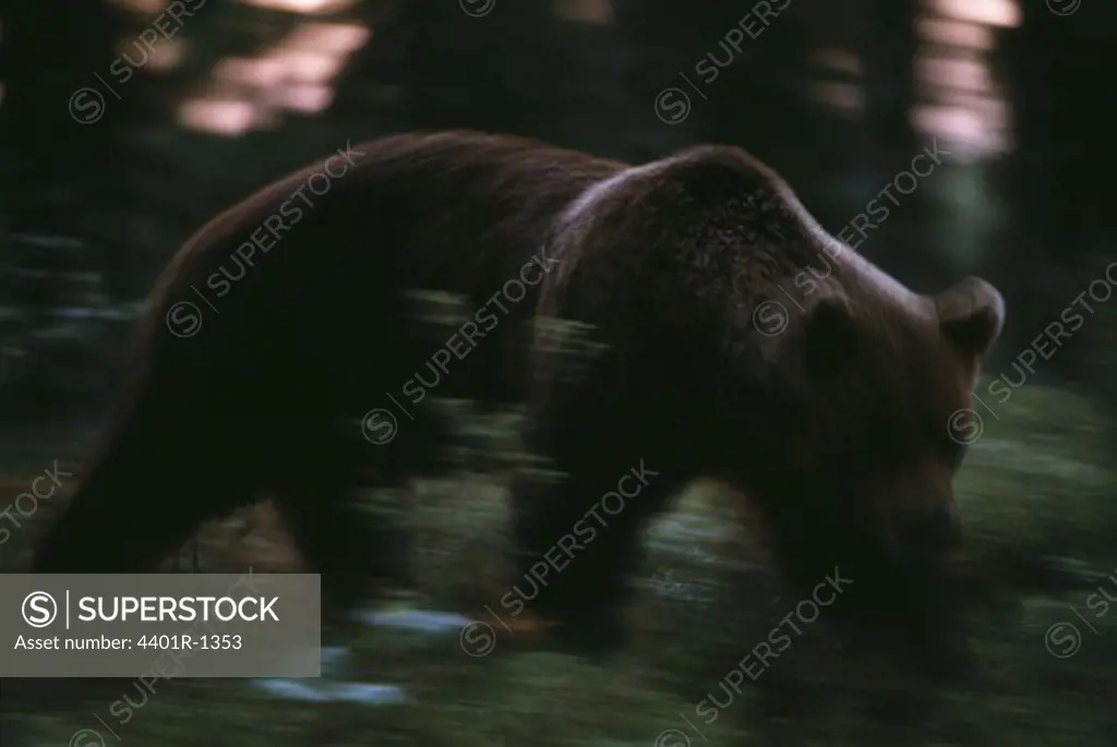 European Eurasian Brown Bear, Ursus arctos, in the boreal Taiga forest at midnight, July, Lapland, Finland