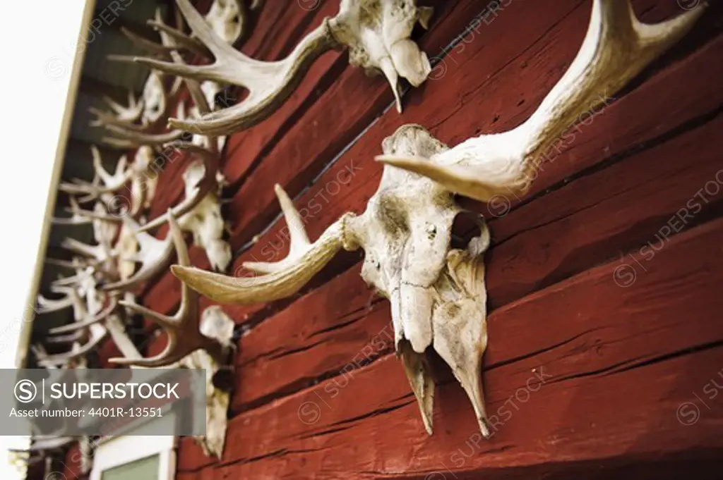 Taxidermy of red deer on wall of house