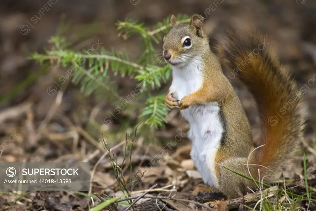 Close-up red American squirrel