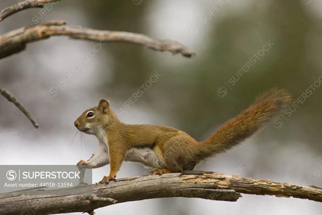Close-up of squirrel standing on branch