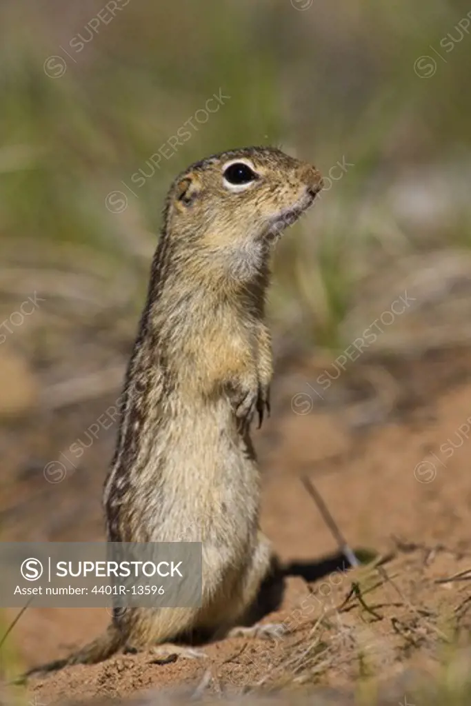 Close-up thirteen-lined ground squirrel looking away