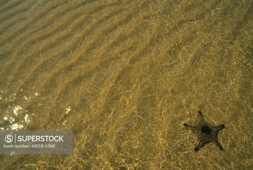 Starfish in shallow, sandy waters, Lady Elliot Island, Grest Barrier Reef, Queensland, Australia