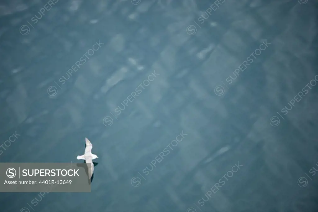 Seagull gliding over sea surface