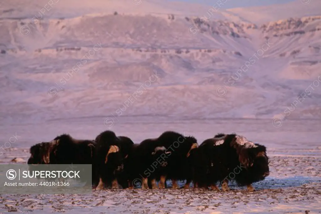 A flock of Muskox in defence position, Ovibos moschatus, Ellesmere Island, Nunavut, Canada