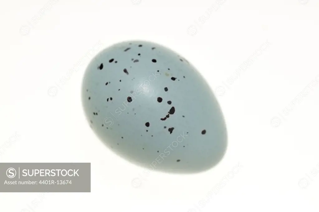 Studio shot of quail egg