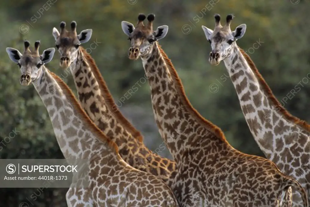 Maasai Giraffe, Giraffa cameleopardalis, Gang of Four, Selous National Park, Tanzania