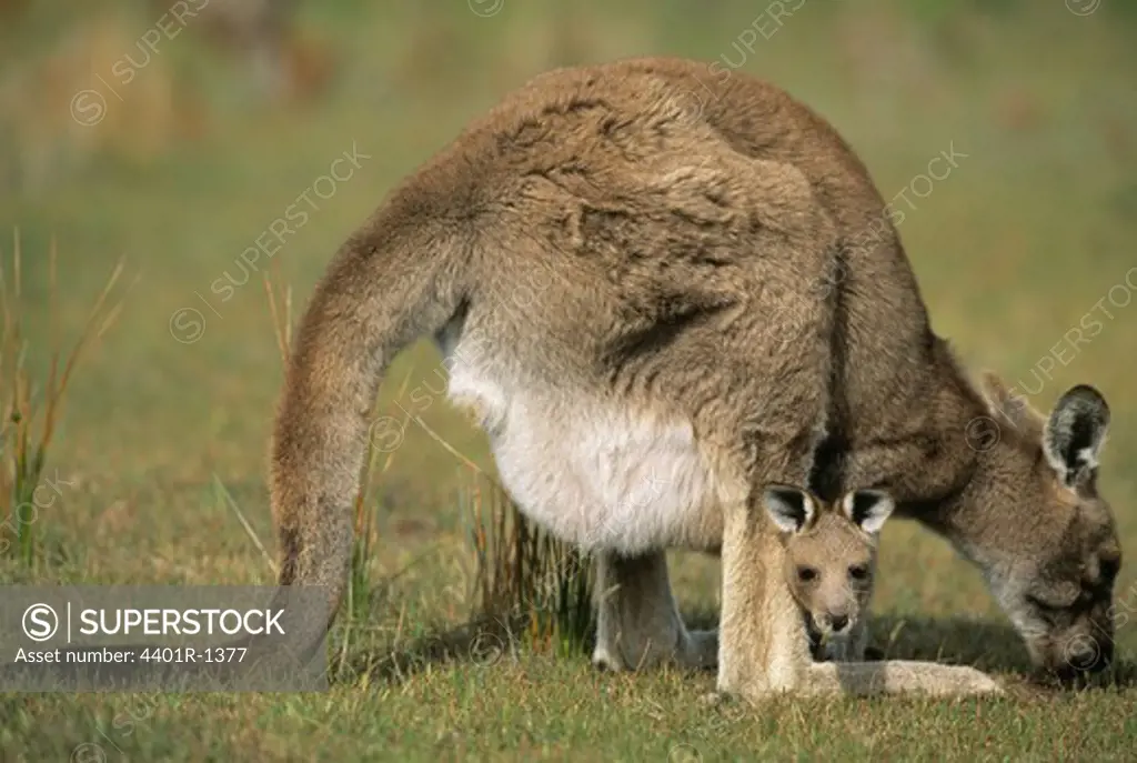 Eastern Great Grey Kangaroo female with Joey baby, Macropus giganteus, Wilsons Promontory National Park, Victoria, Australia