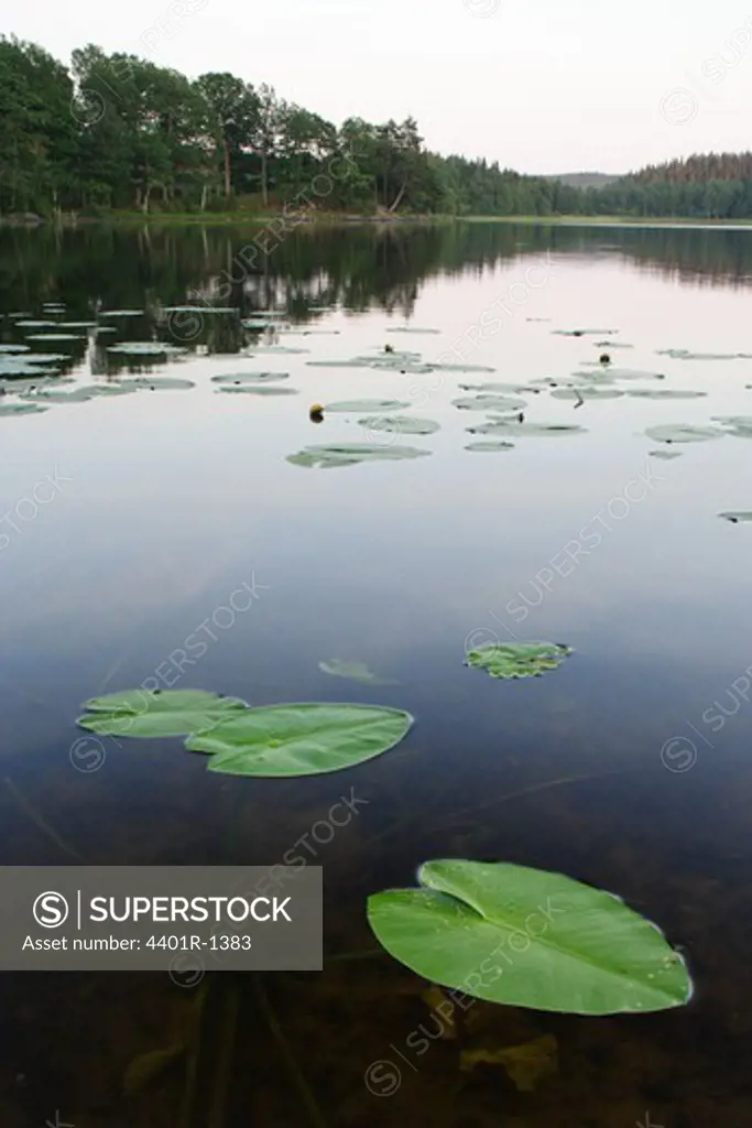 Water lily leaf in a lake, Sweden.
