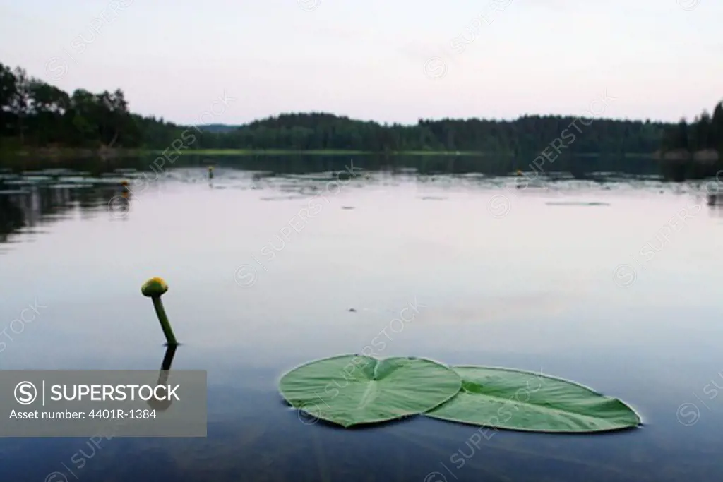 Water lily leaf in a lake, Sweden.