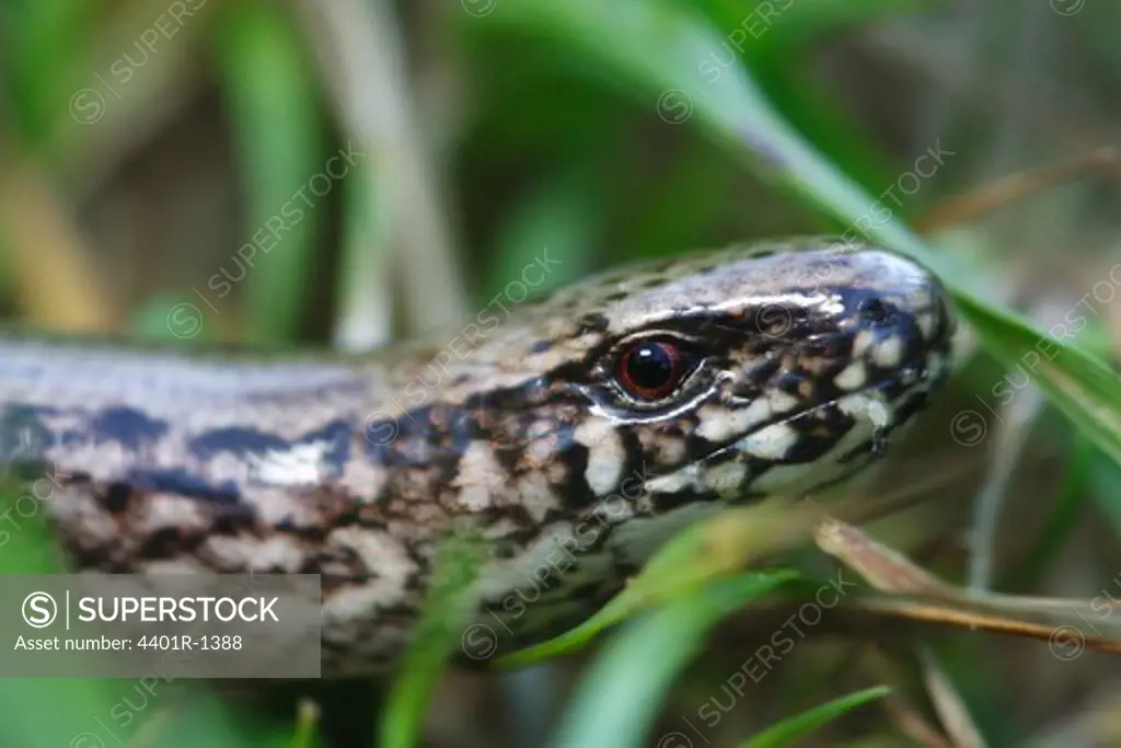 A lizard in the grass, Sweden.