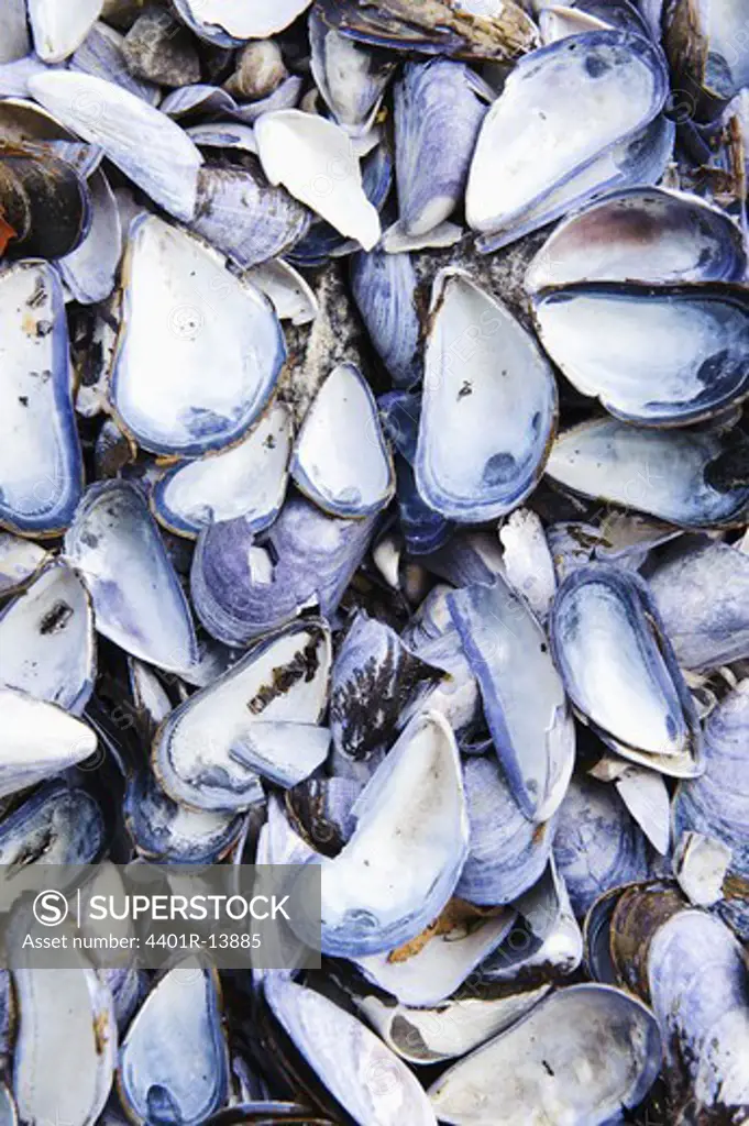 Mussel shells, close-up