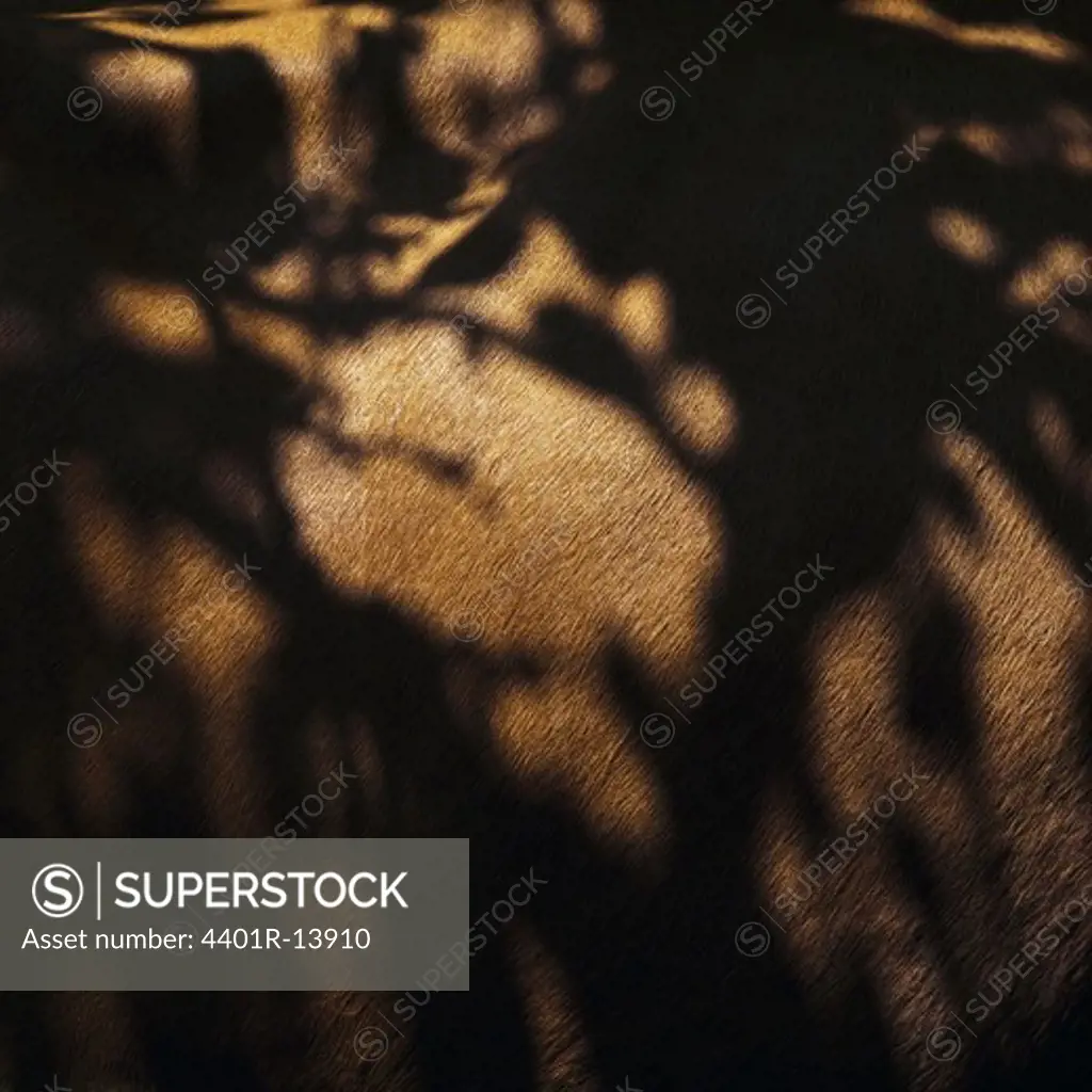 Shadow on cattle