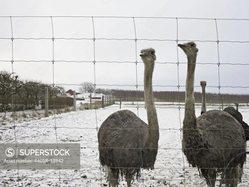 Ostriches standing by fence