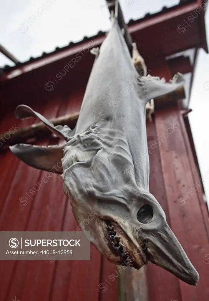 Dead shark hanging outside fishing hut