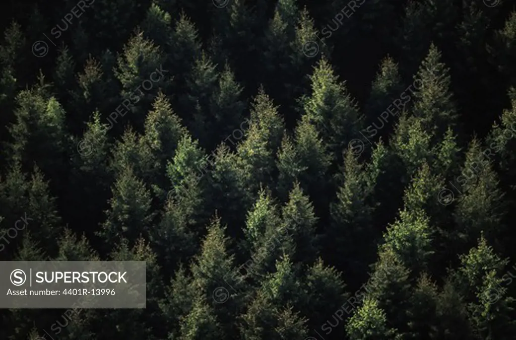 Conifer forest from above