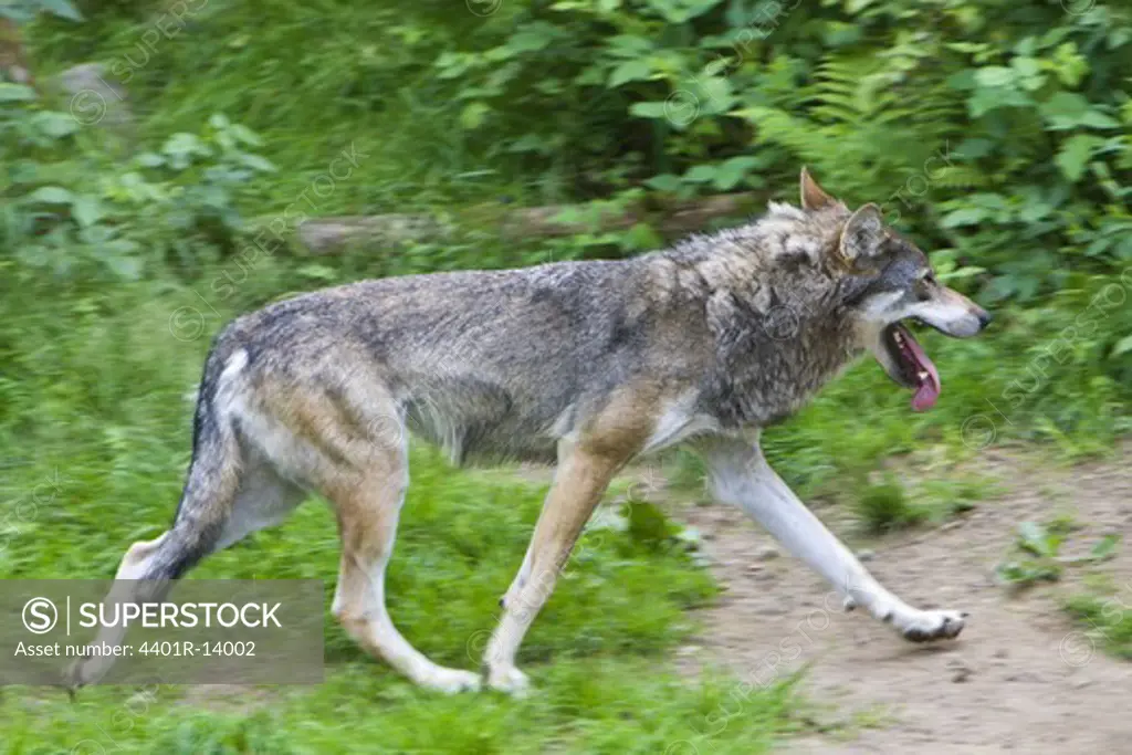 A wolf in a zoological park, Sweden.