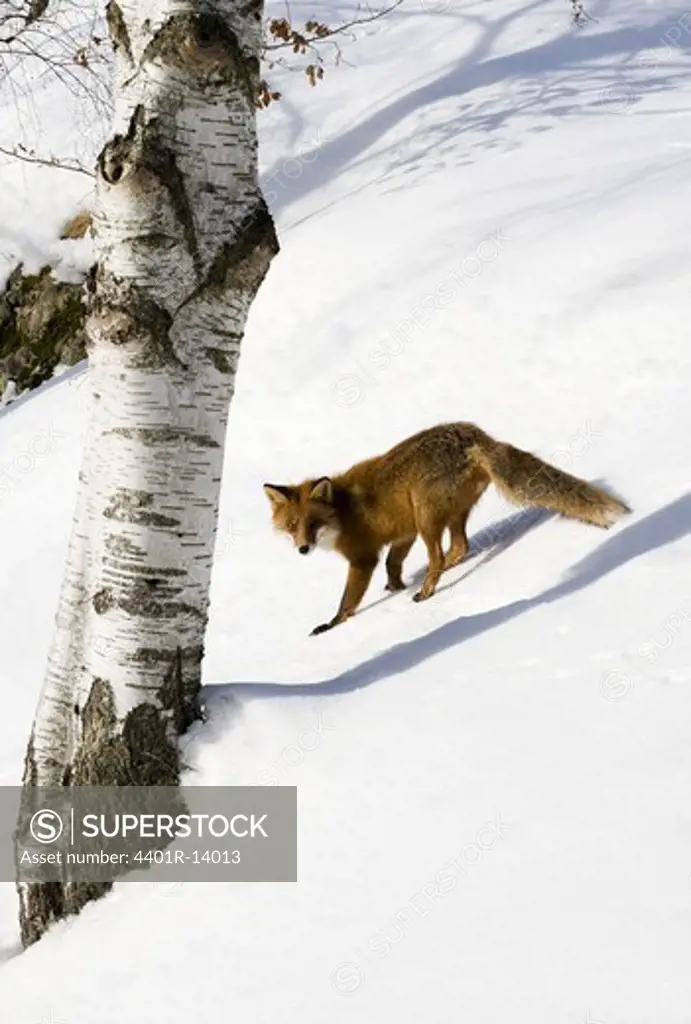 Red Fox on snow