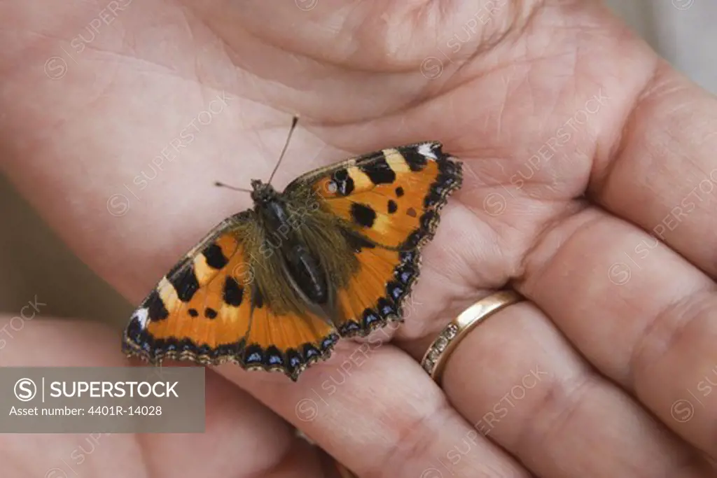 Butterfly in human hand