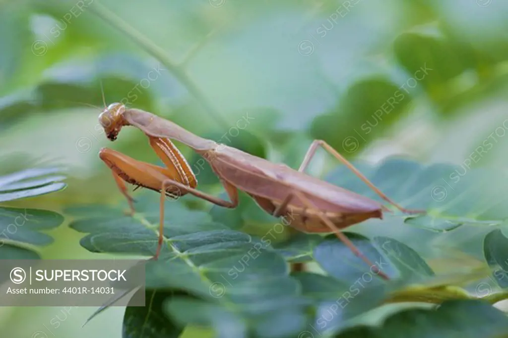 Mantis on leaf